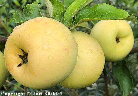 Malus domestica 'Borgovskoje', tarhaomenapuu